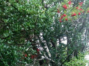 Rowan Berries